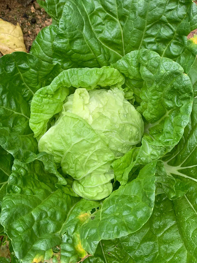 Jiajiale Heading Cabbage