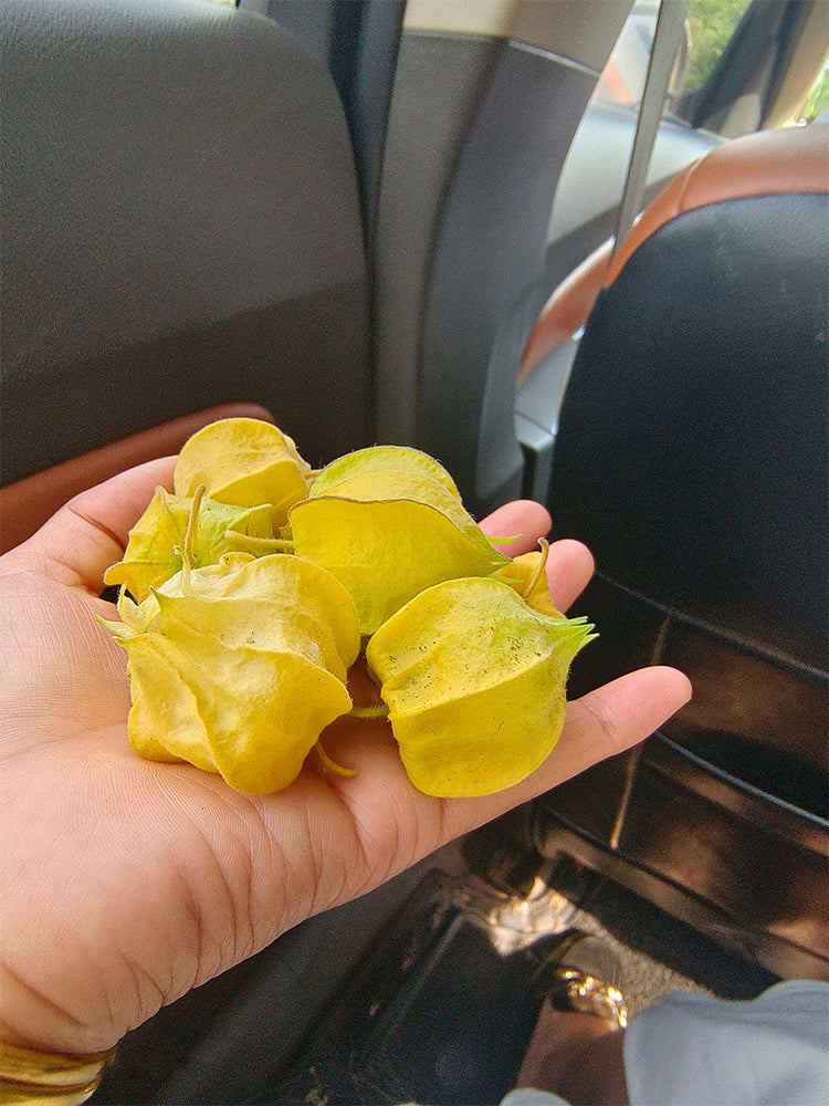 Golden Ground Cherry