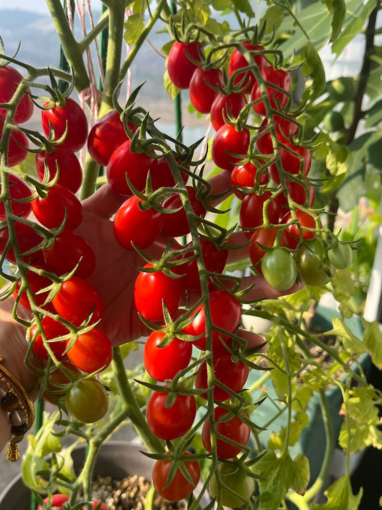Red Saint Cherry Tomato