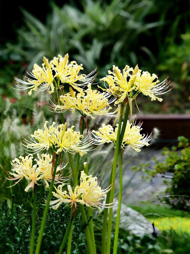 Straw Lycoris