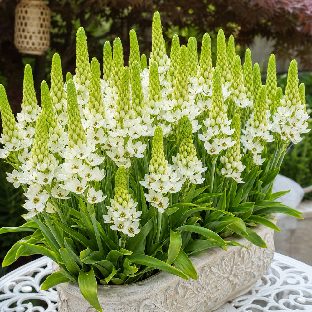 U2219 White Star of Bethlehem