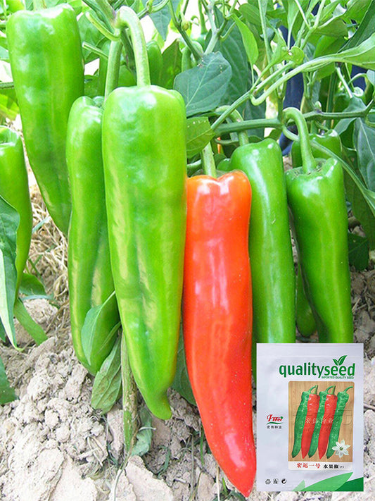 Hongyun No.1 Sweet Pepper F1