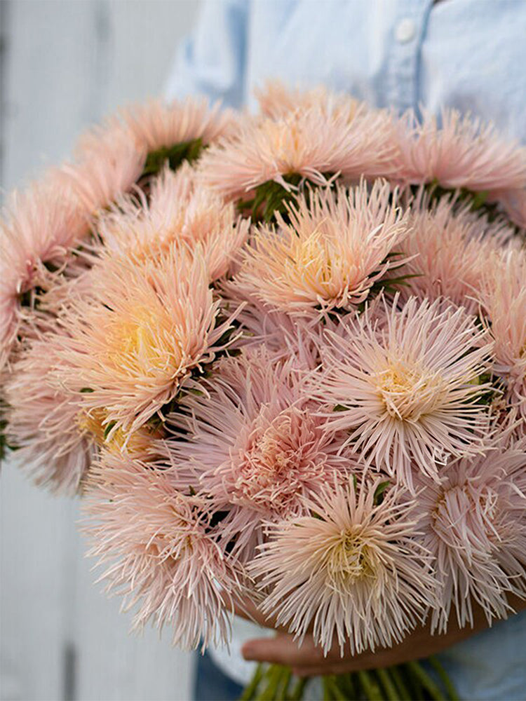 Aster 'Valkyrie Brunhilde Chamois'