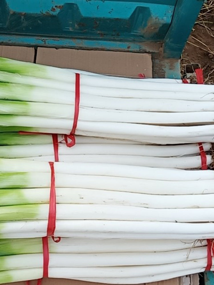 Zhangqiu Green Onion