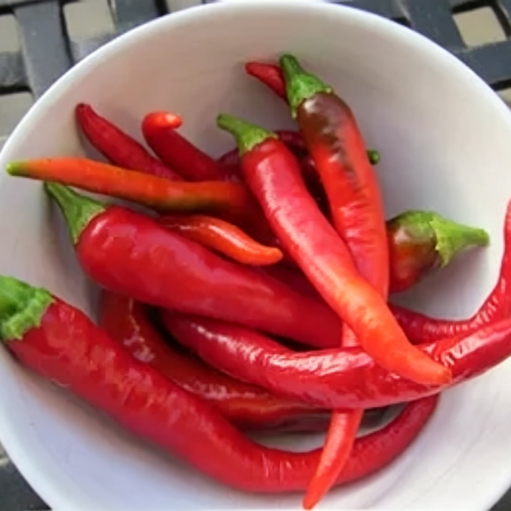 W960 Portugal Delicious Pepper