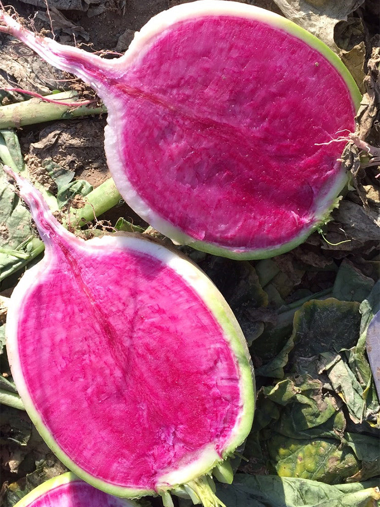 'Xinlimei' Red Heart Radish