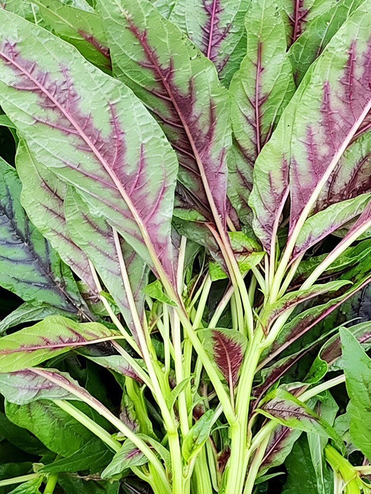 Willow-Leaf Red Amaranth