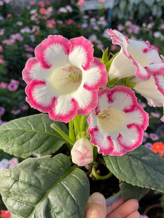 Gloxinia