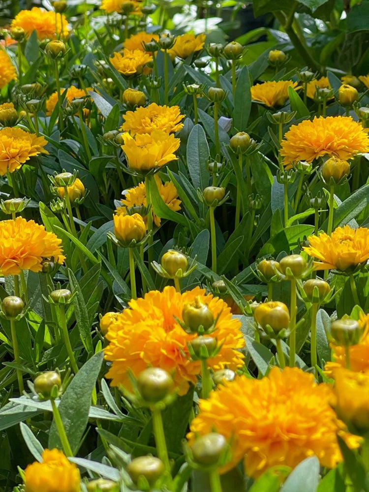 Coreopsis