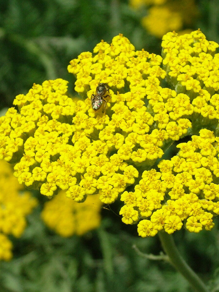 Yarrow, Yellow