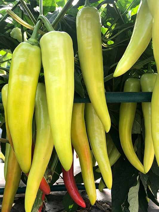 Baifeicui Pepper