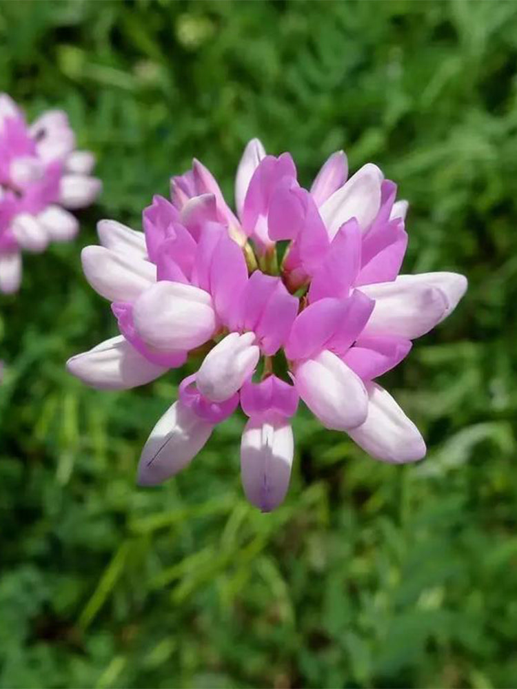 Crown Vetch