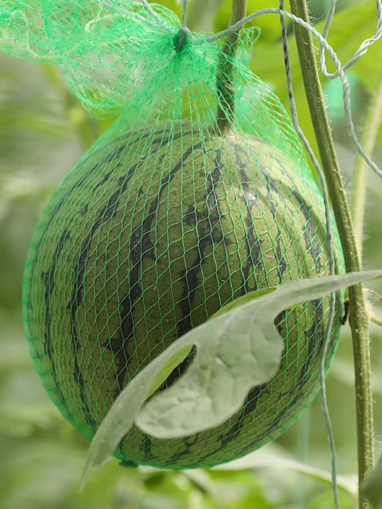 'Huang Xiaoyu' Watermelon