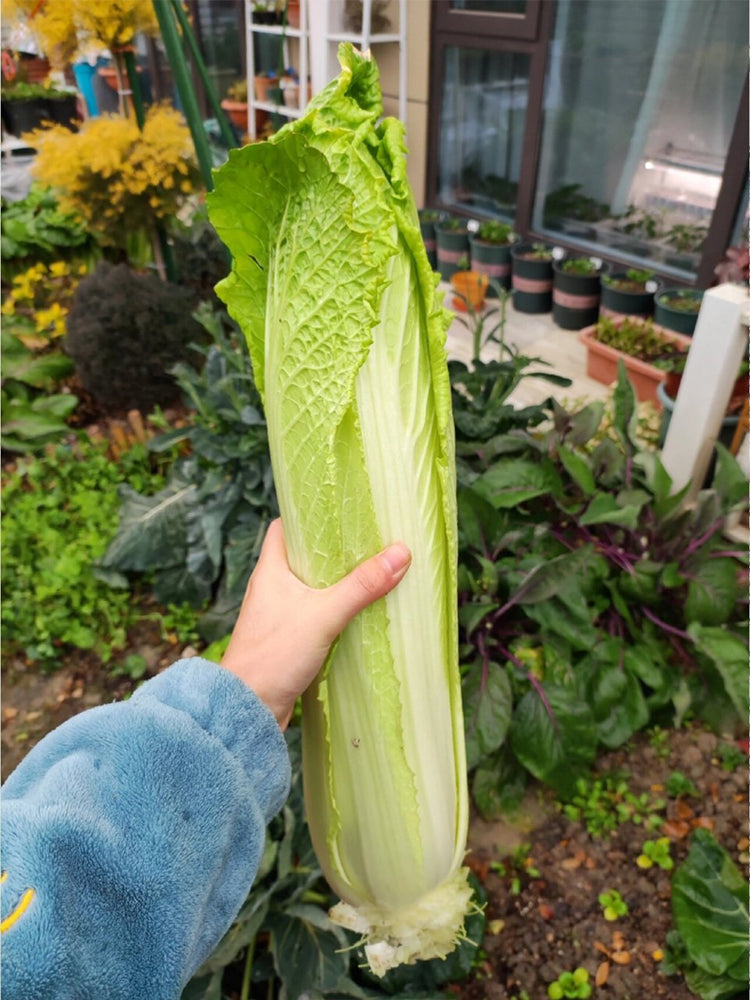 Taiyuan Erqing Chinese cabbage