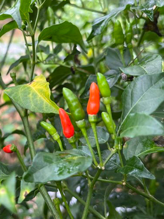 Bird's Eye Chili