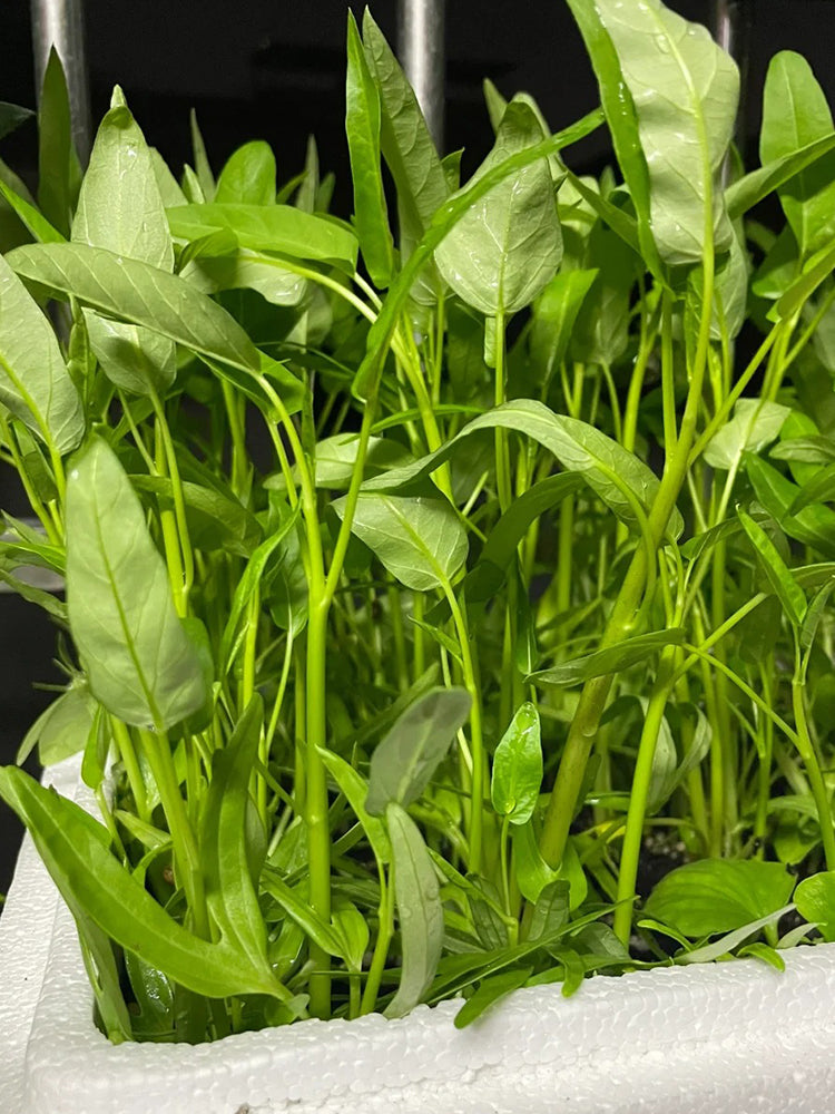 Trident Water Spinach