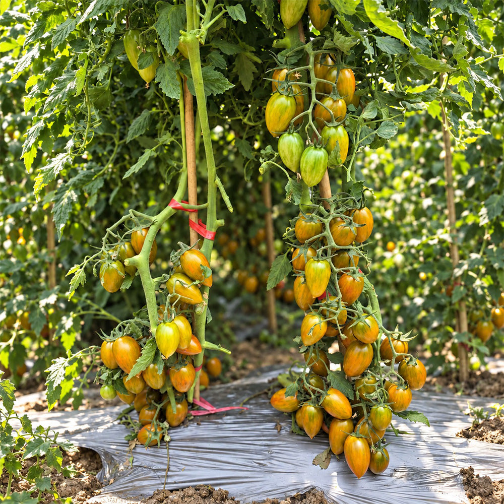 527 Green Ripper Tomato