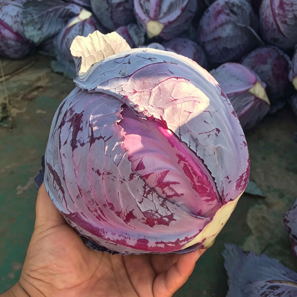 W957 Purple Wind Red Cabbage