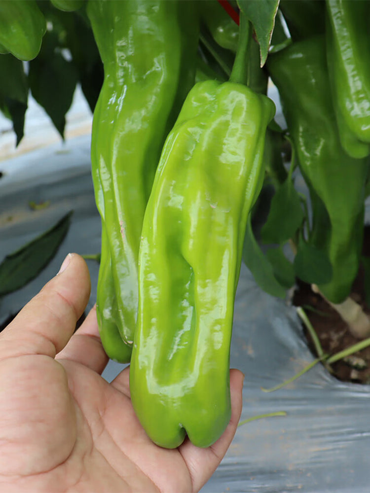 'Zhongjiao Bopila No.1' Pepper