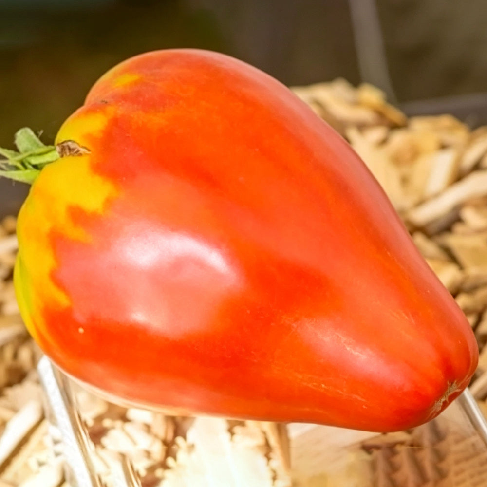 754 Uncle Steve's Oxheart Tomato