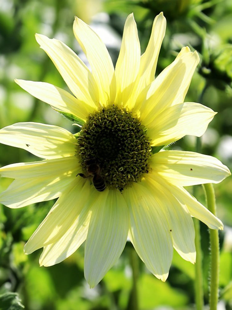 'Lemon Boy' Ornamental Sunflower
