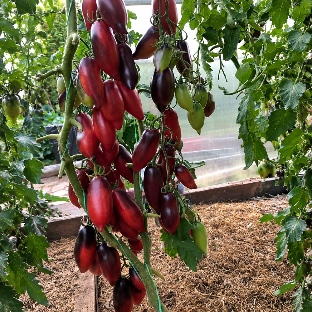 170 Cream Gourmet Tomato