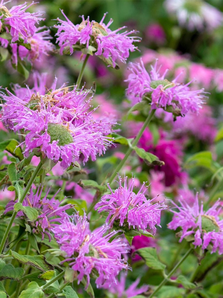 Hezhichun Bee Balm
