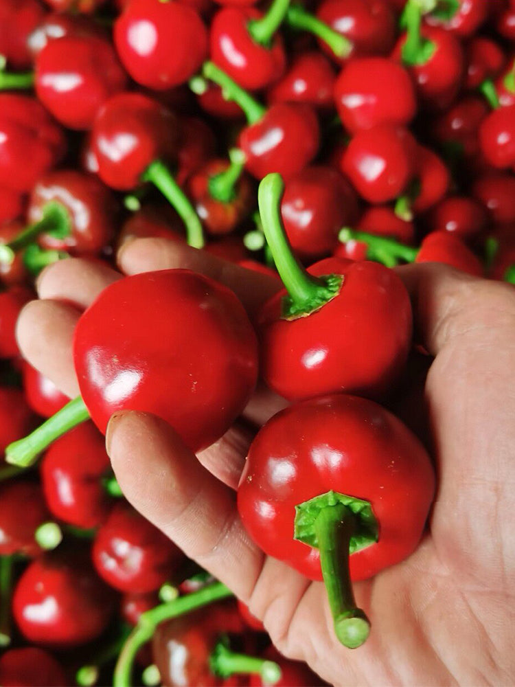 Jinjiao Hongtanzi Chili Pepper