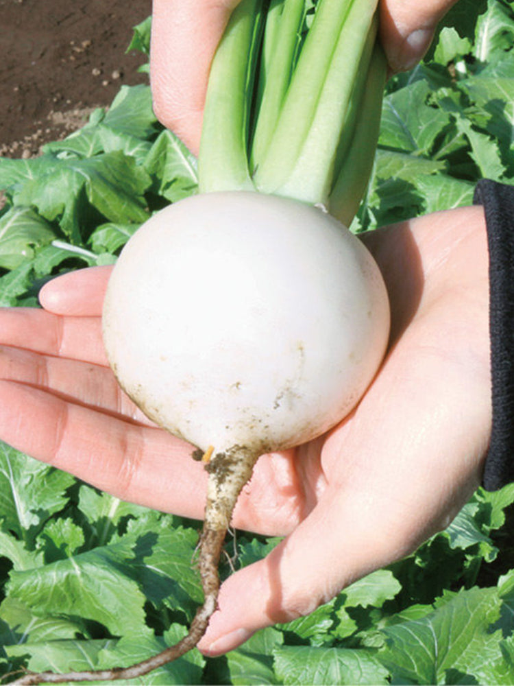 Xiatong No.2 F1 Turnip