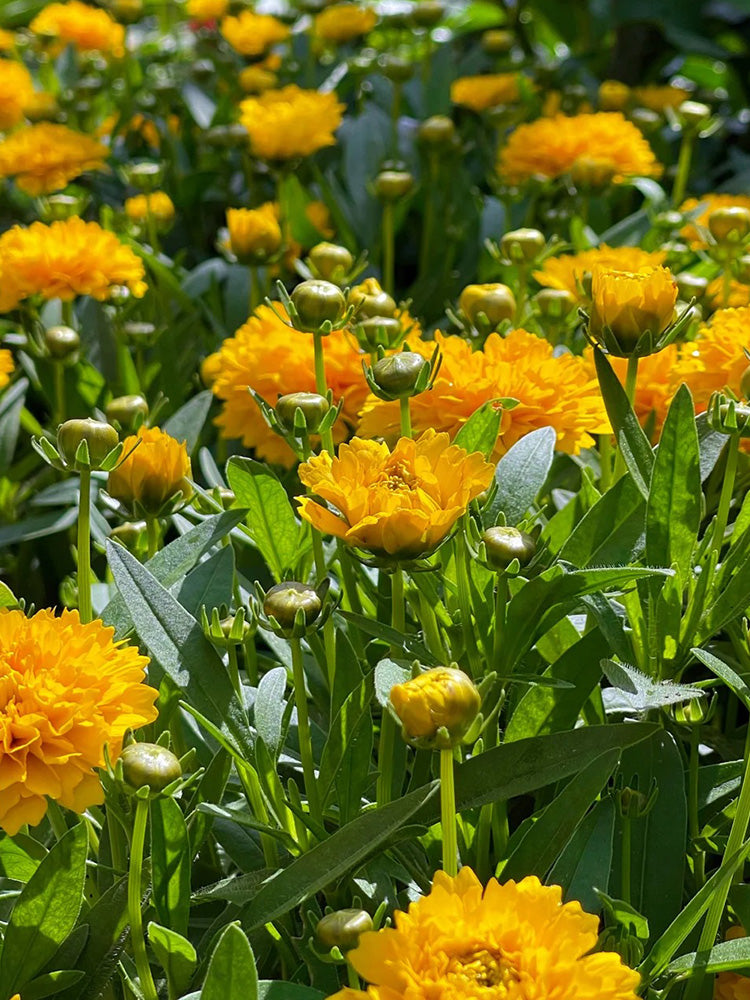 Coreopsis