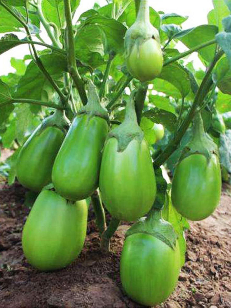 'Green Crown' F1 Eggplant