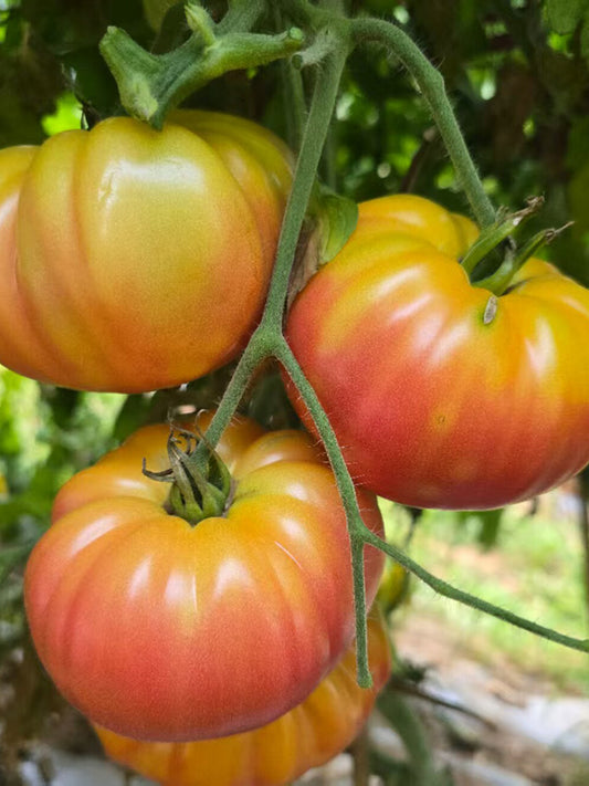 1013 Cherokee Purple Bicolor Tomato