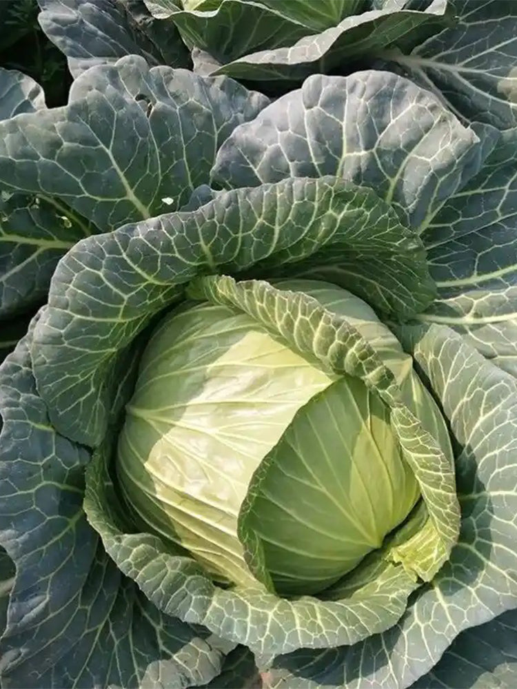 Xingyou Zhonggan 11 Cabbage