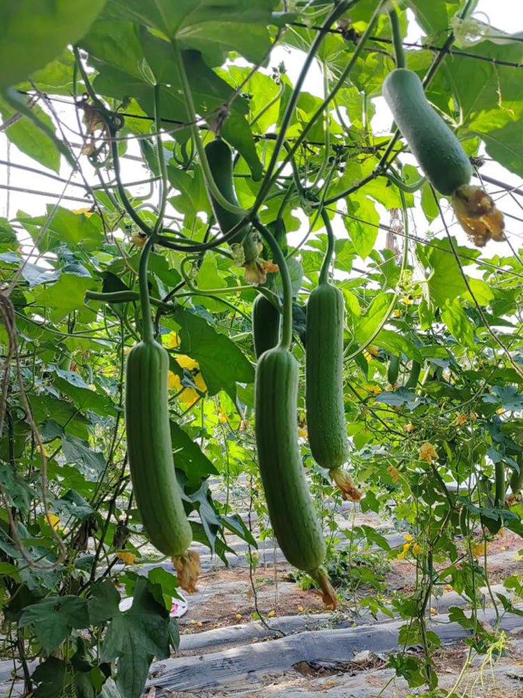 Green Superior Luffa