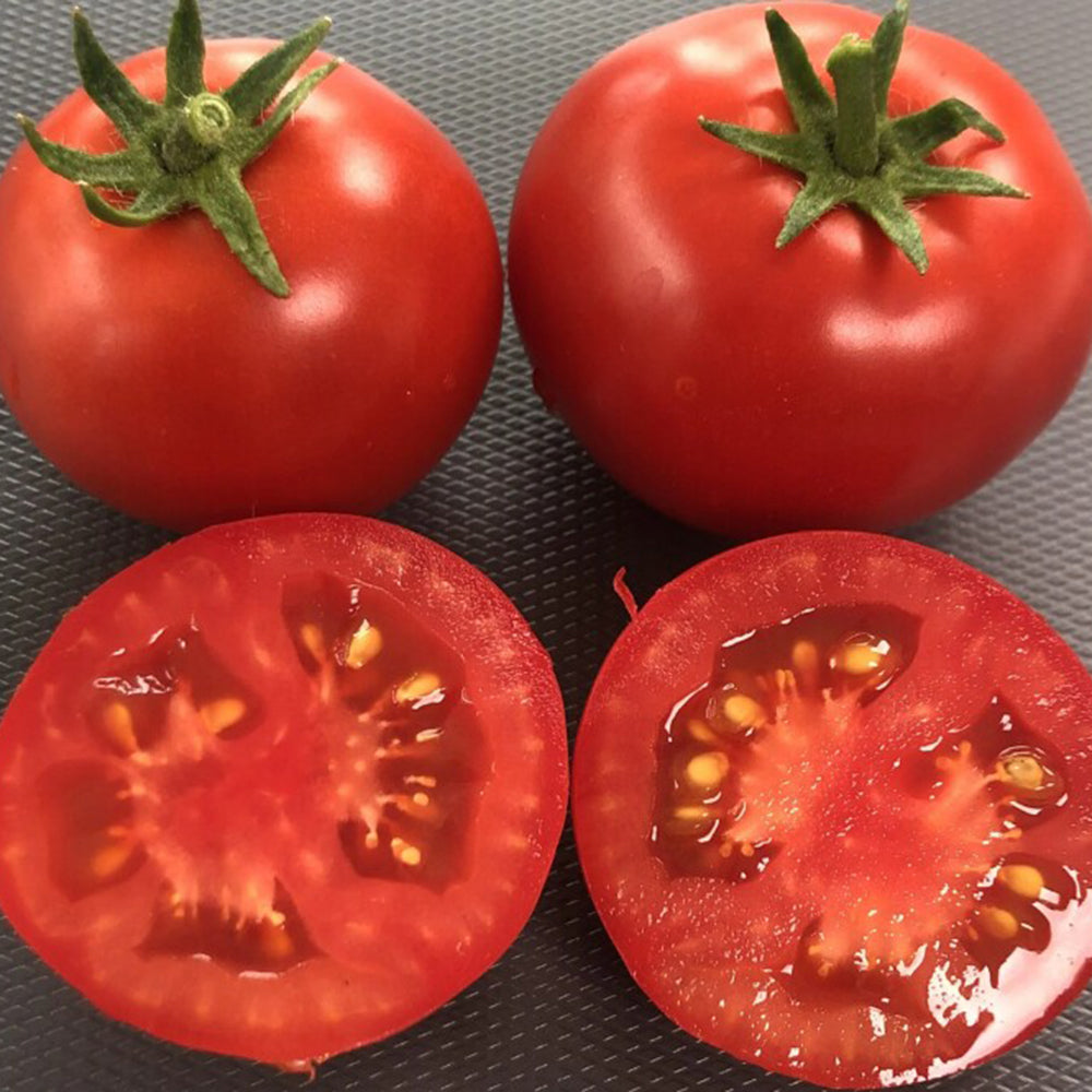 573 Micro Totem Tomato