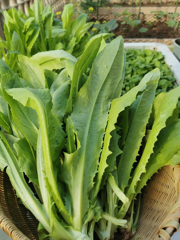Nongyan Pointed-Leaf Romaine Lettuce