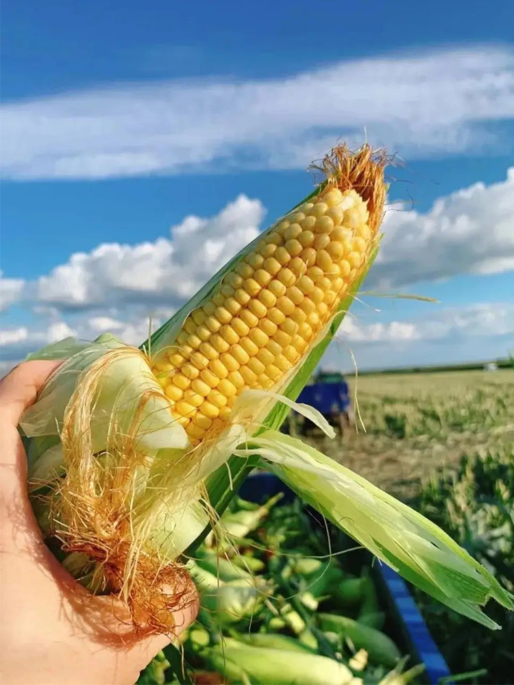 Lutian 196 Sweet Corns