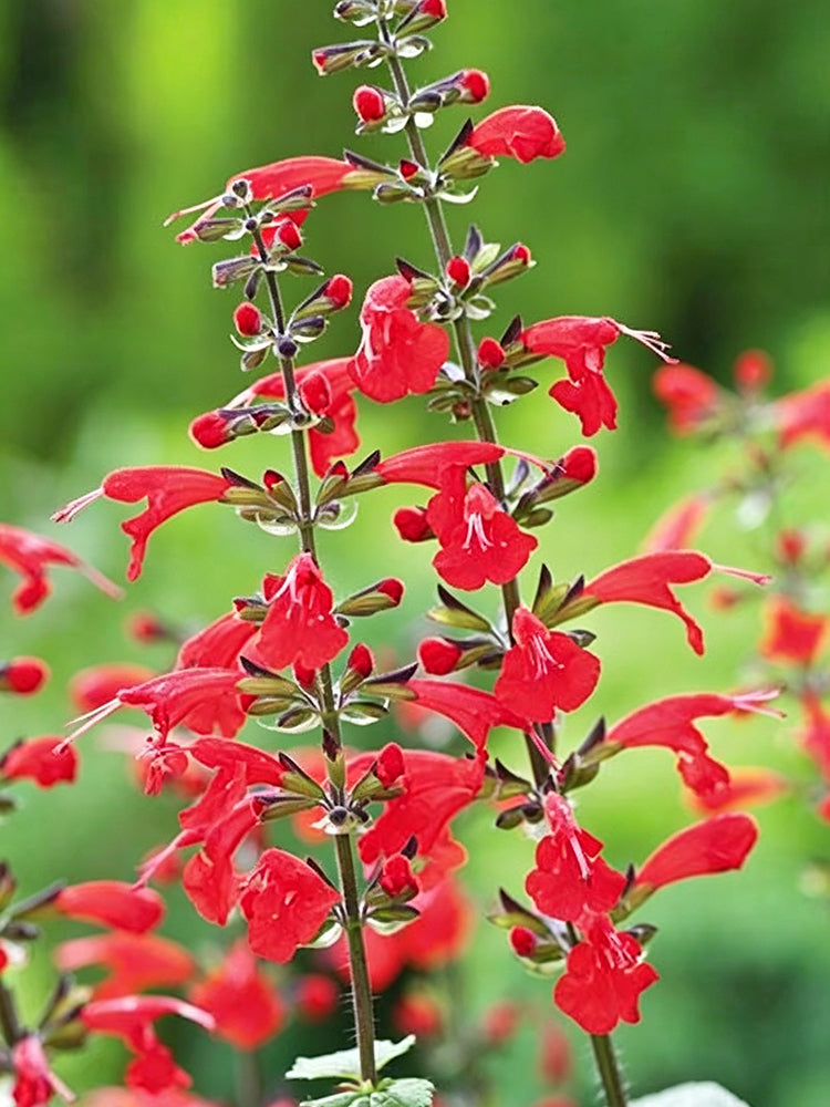 Red Flowering Sage