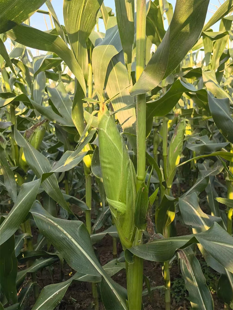 Zhongnong Tian No.488 Super Sweet Fruit Corn