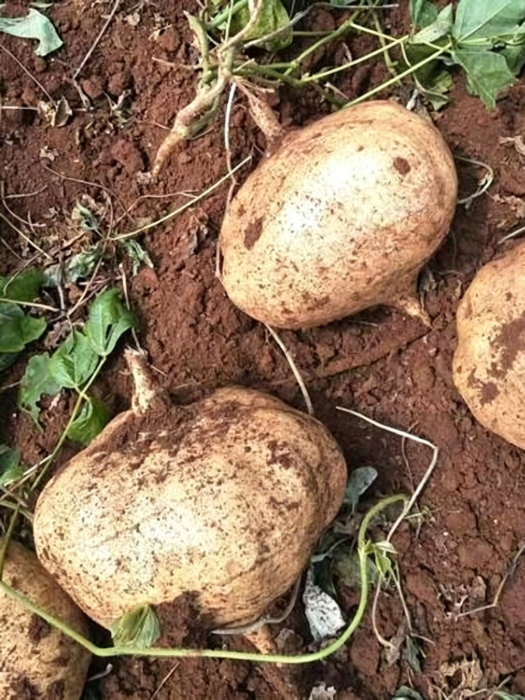 Mumashan Jicama