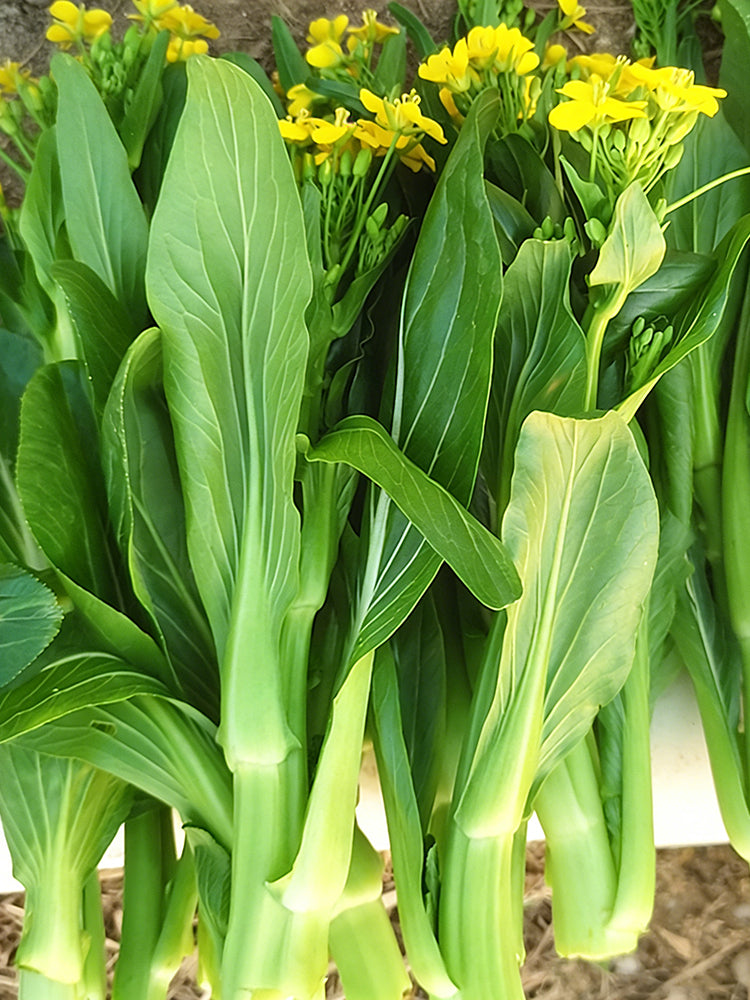 Liangtai 209 Flowering Chinese Cabbage