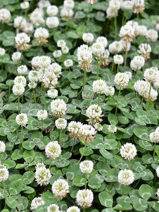 White Clover