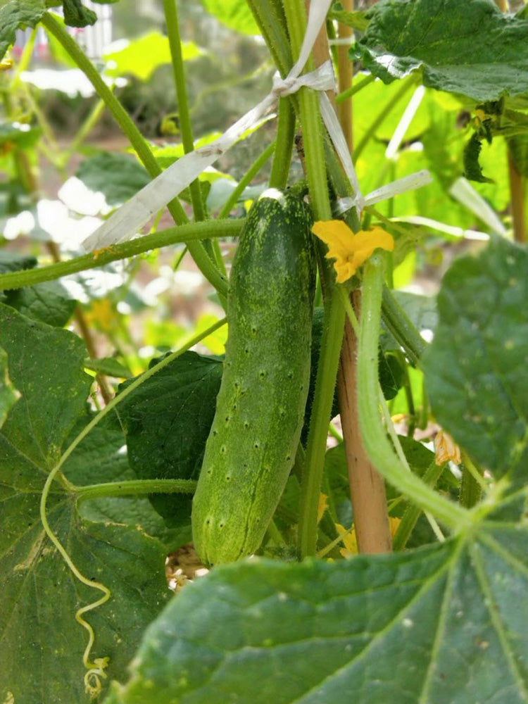 Trellis-Crushing Snack Cucumber