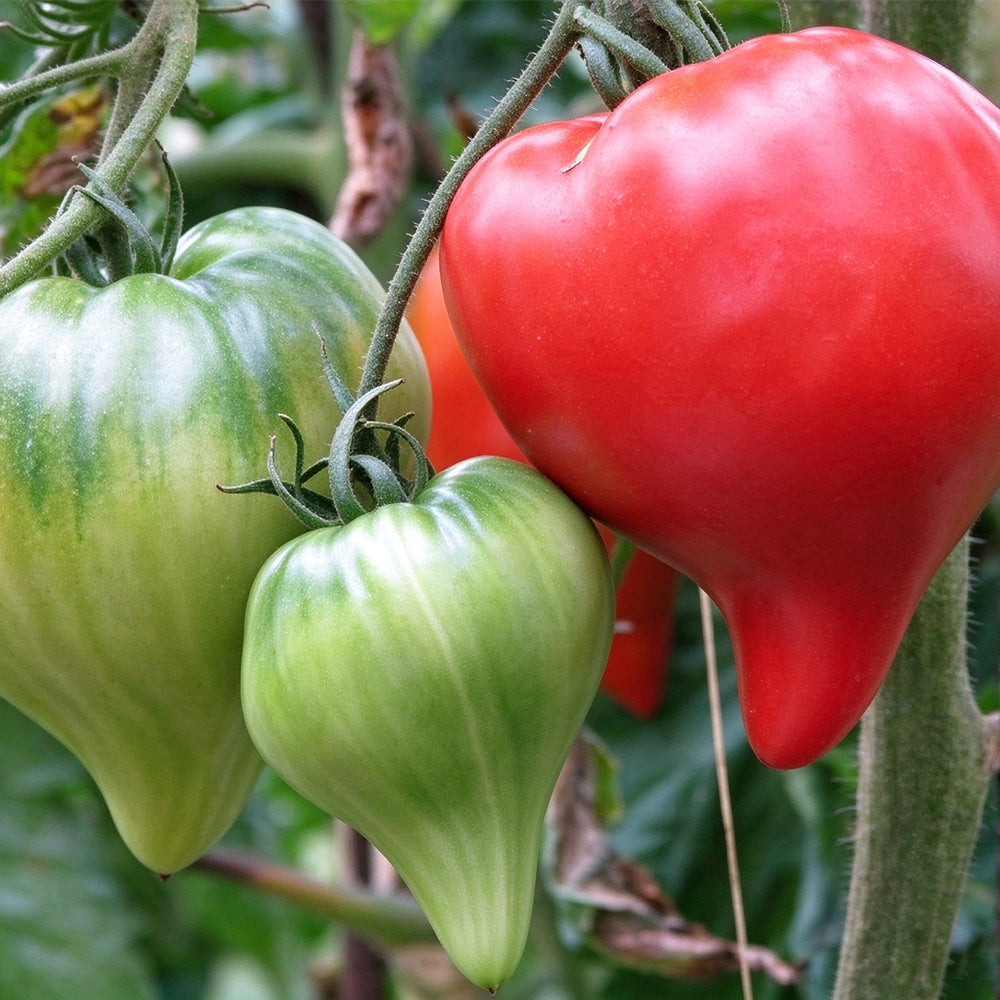 28 Teton de Venus Tomato