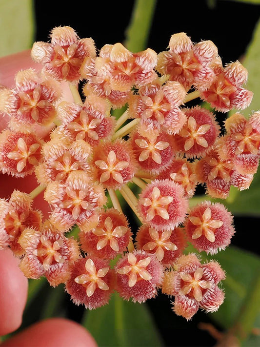 Hoya rosarioae Unrooted Stem Cuttings