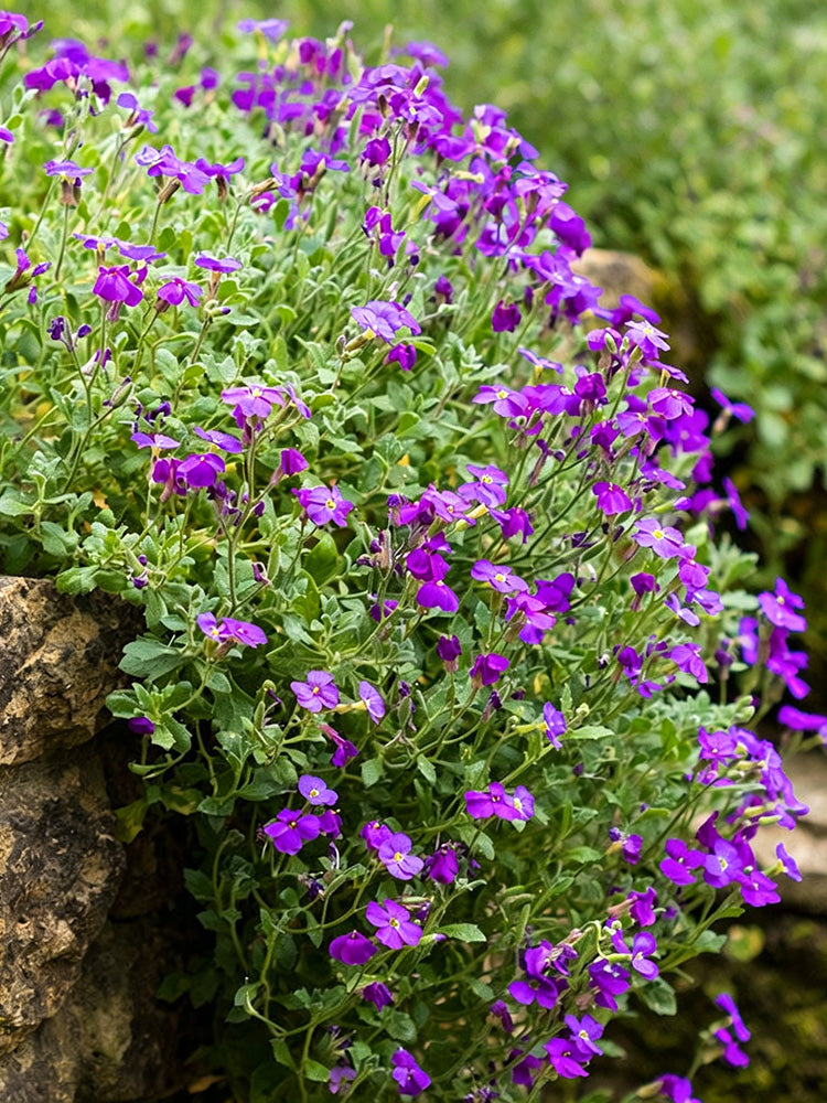Purple Rock Cress