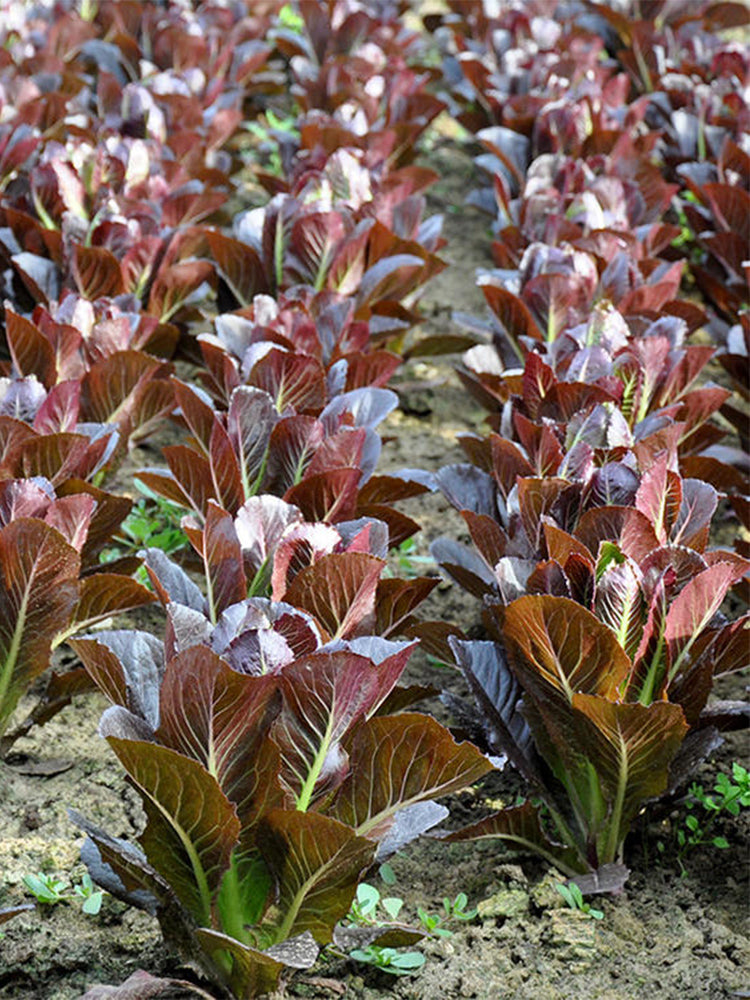 Purple Roman Lettuce