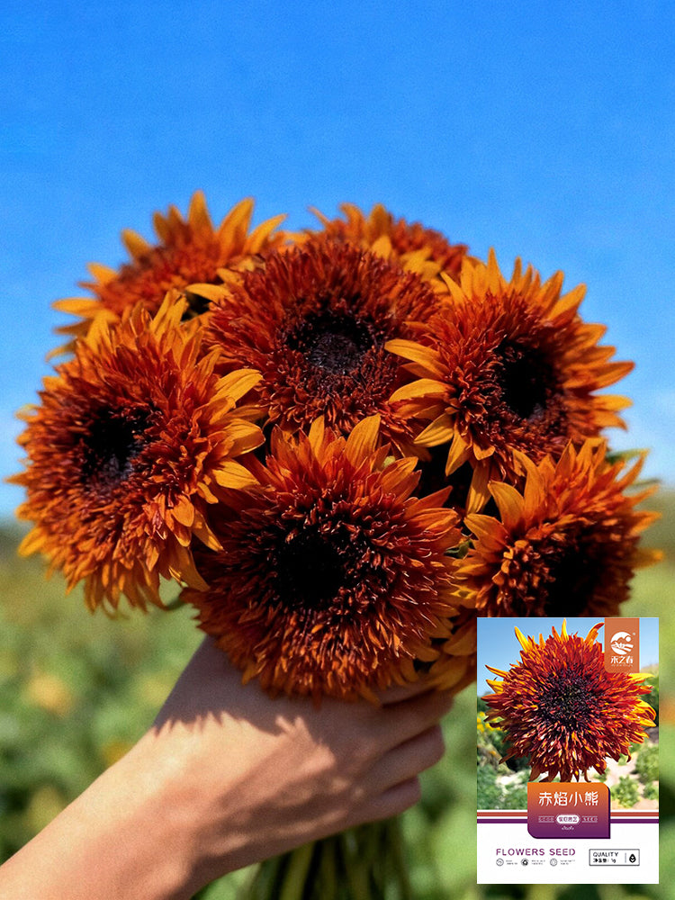 Chiyan Little Bear Sunflower