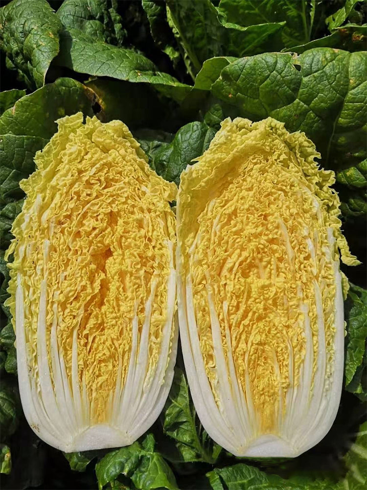‘Golden Pearl’ Baby Cabbage (Brassica rapa subsp. pekinensis)