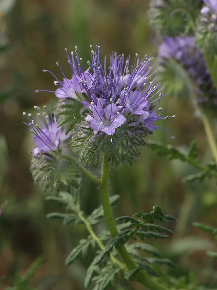 Lacy Phacelia